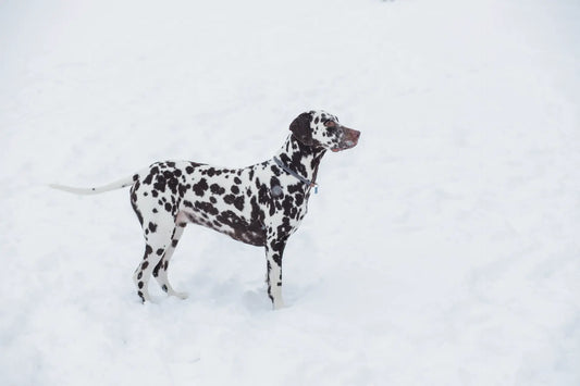Jagdhund im verschneiten Winterwald