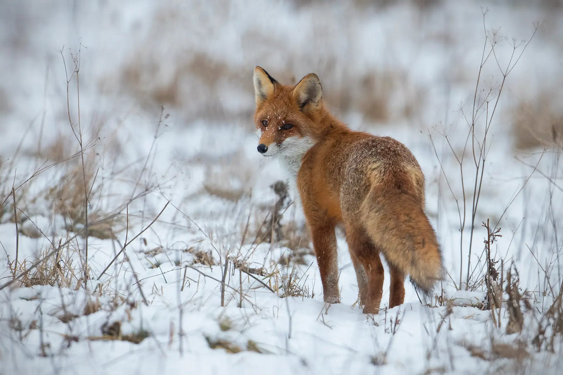 Rotfuchs im Schnee